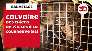 La fin du calvaire pour 9 malinois enfermés dans une cave de Seine-Saint-Denis