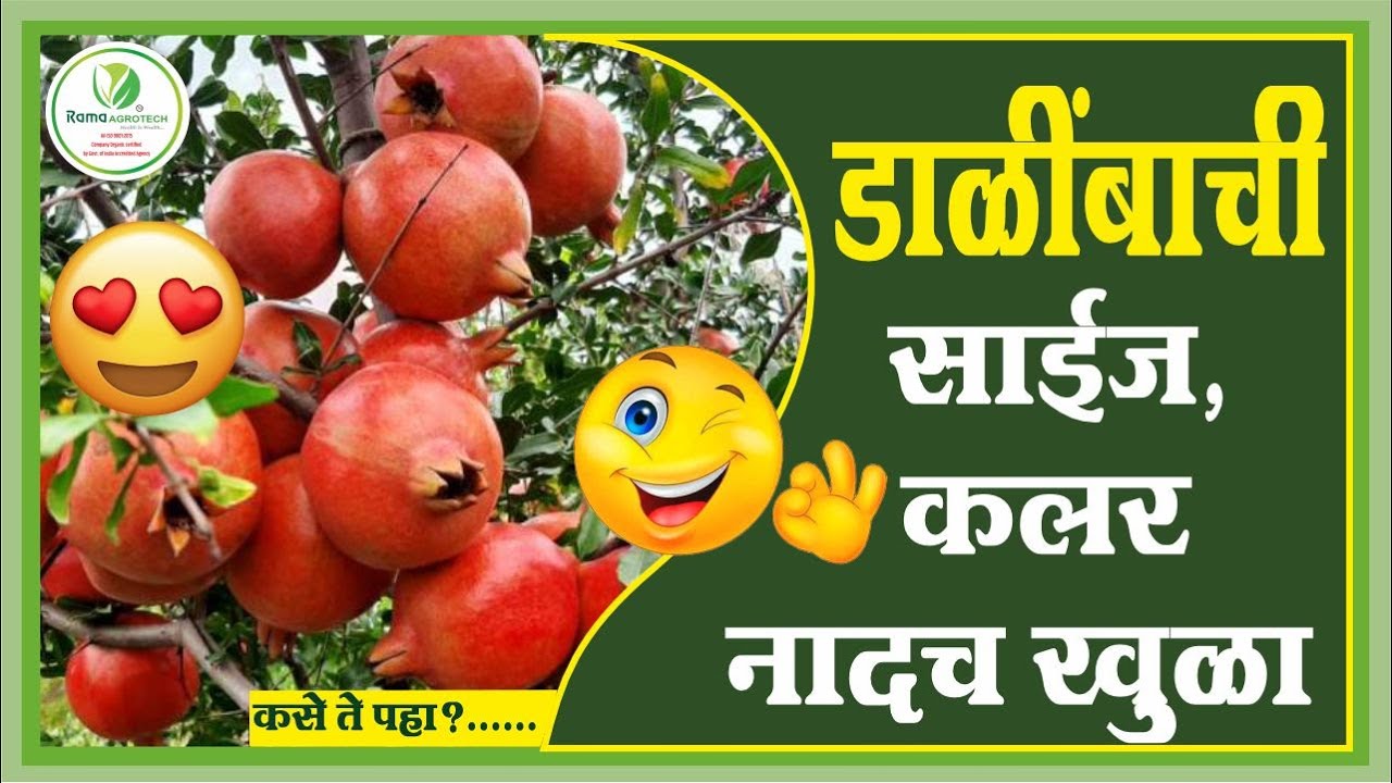 बायो सृष्टीची कमाल | डाळींबाची साईज , डाळींबाचा कलर| Rama Agrotech