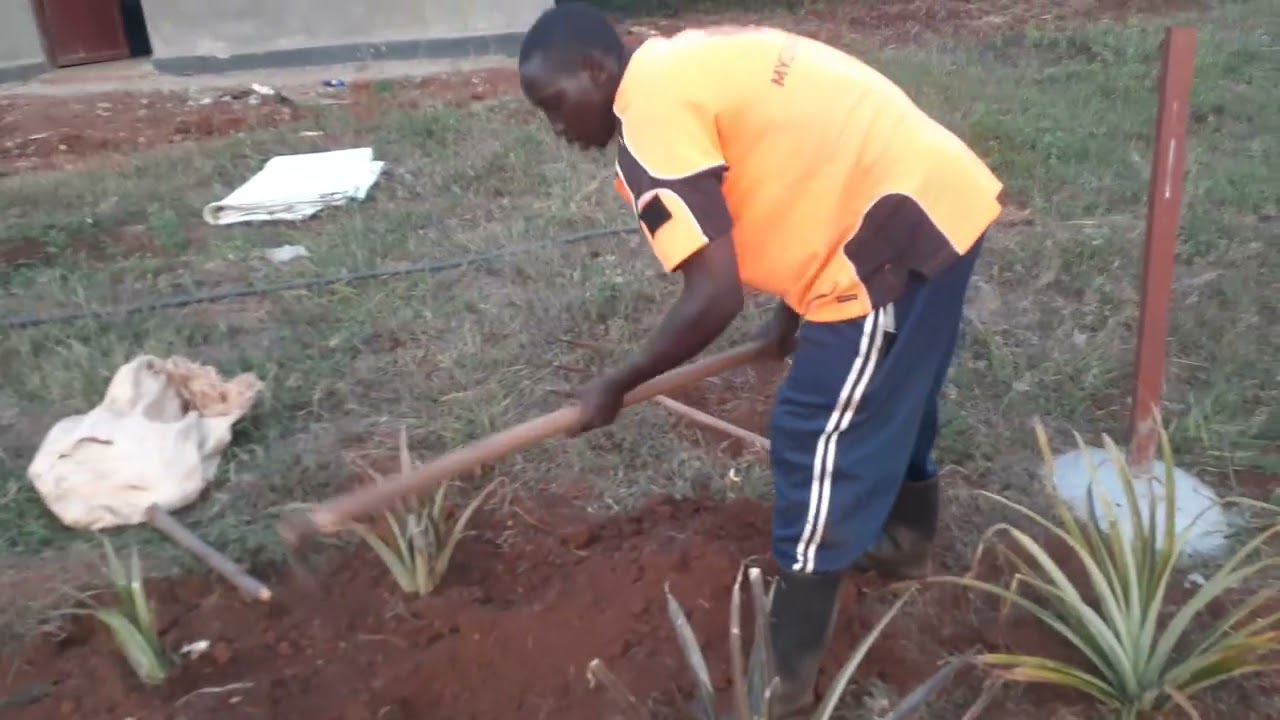 Ubuhinzi bw',inanasi wabuvanga n'ubwa pomme,murebe uko mwabikora.Eng.Ally,Phone:0788549685