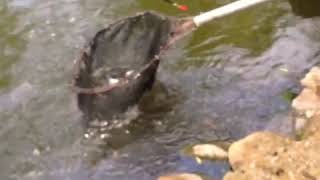 Рыбалка в Польше ! Ловим форель !