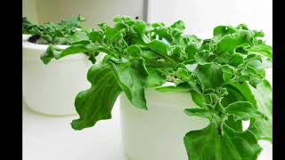 Hands On Hydroponics 冰花的都會休閒水耕栽培魚菜共生植物工場 Youtube