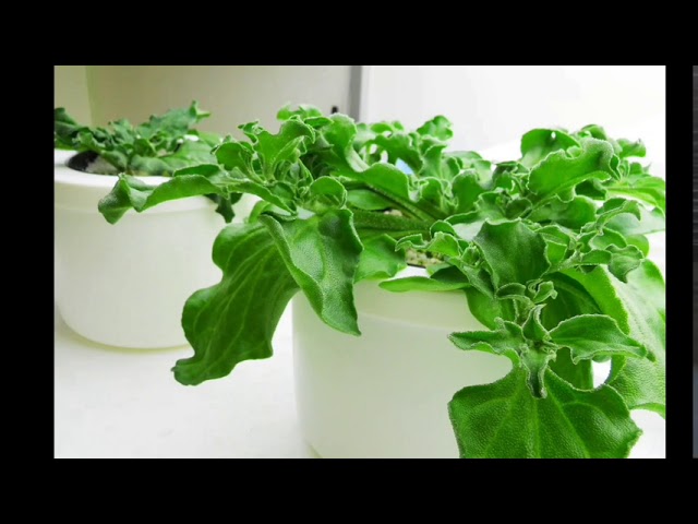 Hands On Hydroponics 冰花的都會休閒水耕栽培魚菜共生植物工場 Youtube