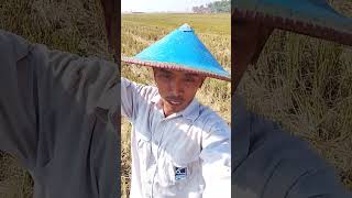 basmi tikus #algoritma
