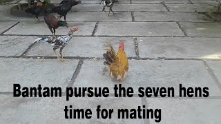 Bantam Pursue The Seven Hens Time For Mating