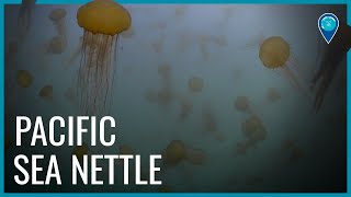Pacific Sea Nettles of Monterey Bay National Marine Sanctuary