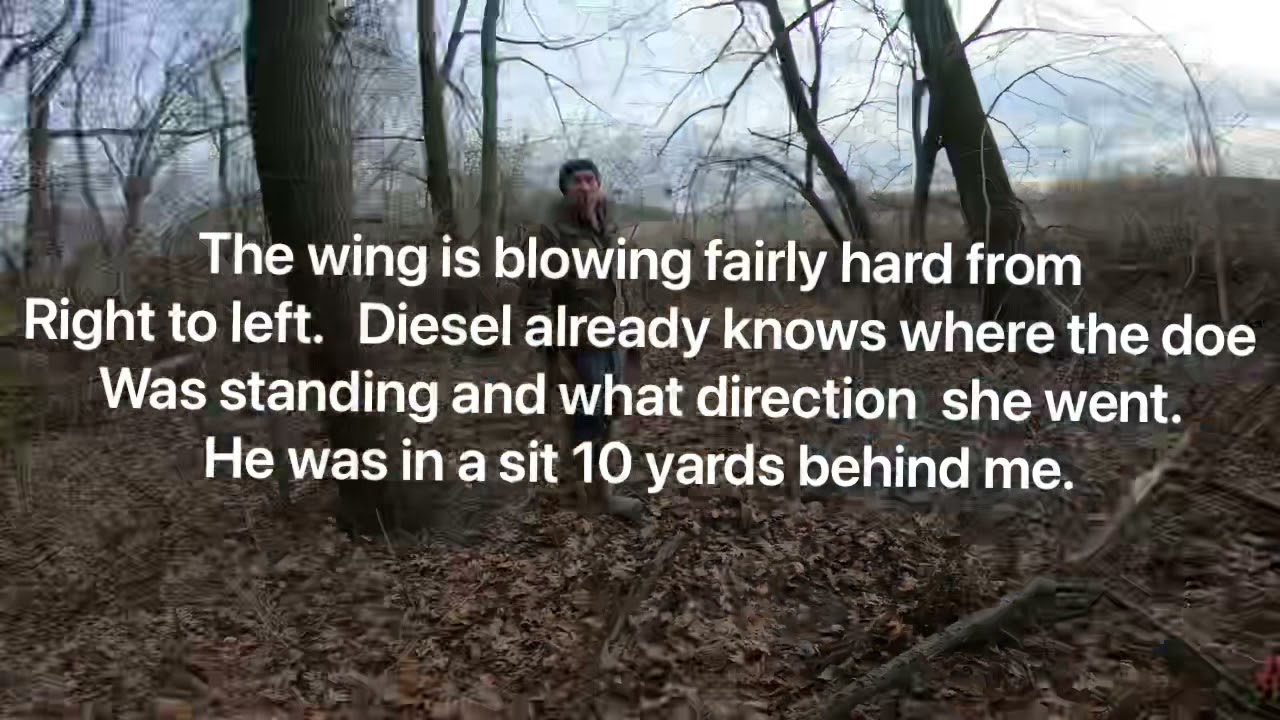 2020 Gut shot recovery