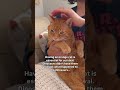 Orange cats = survival😸🦖 #cat #kitty #orangecat #catlover #gato #shorts #dinosaur #neko #gata #고양이