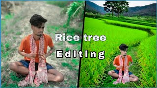 How to background change rice tree editing / @Subosh editing / #rice #tree #background  #editing screenshot 4
