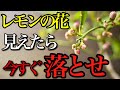 【レモン】実を付けるための花芽が見えたらやるべきお世話がこちら