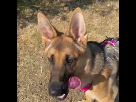 Video: Adopterbar hund af ugen - Ryan