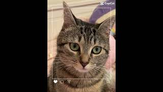 Download Lagu Animals!🦮🐕🦺🐱🐈🐈⬛#cat#Mila#dog#sam🩵 MP3 Download Lagu Animals!🦮🐕🦺🐱🐈🐈⬛#cat#Mila#dog#sam🩵 MP3