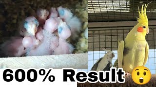 Atiels 600% I Got Maximum Breeding Ratio This Time Ahsan Pets