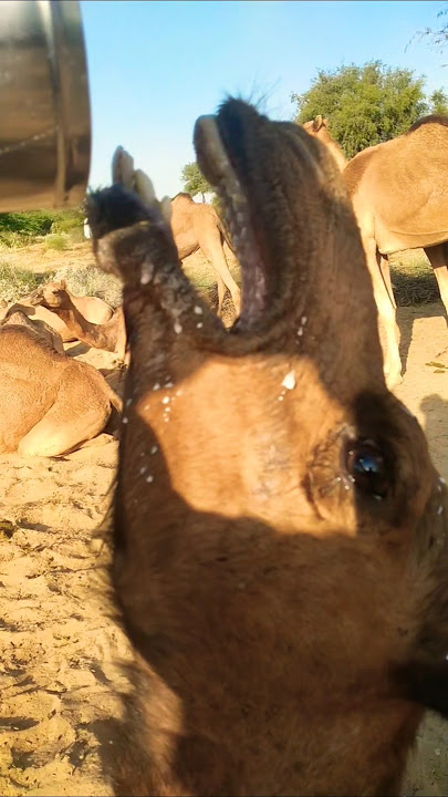 danjors ccccxxxx camel #Xxx#camellife