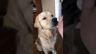How to give your pets CBD Oil! Giving your pets CBD is as easy as 1, 2, 3!