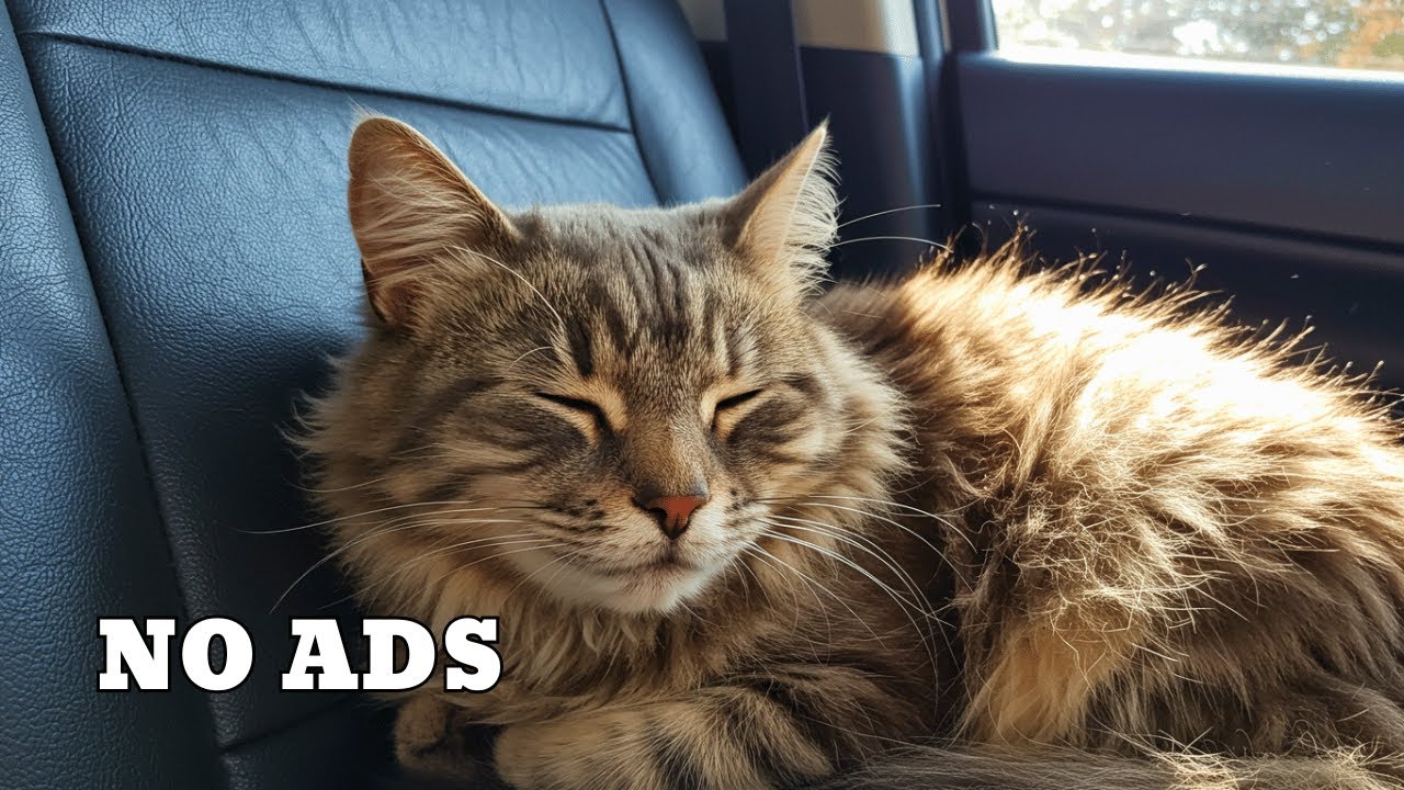 Enchanting Calming Travel Music for Cats - Kitty Joy 9 HOURS