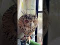 【ピロピロ羽角🪶見る?】 #ベンガルワシミミズクのラテ #owl #換羽期