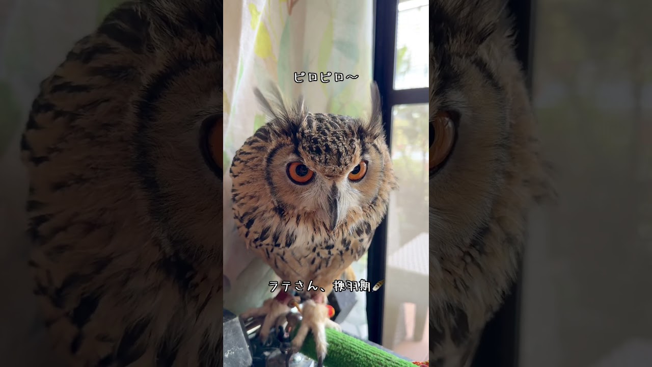 【ピロピロ羽角🪶見る?】 #ベンガルワシミミズクのラテ #owl #換羽期