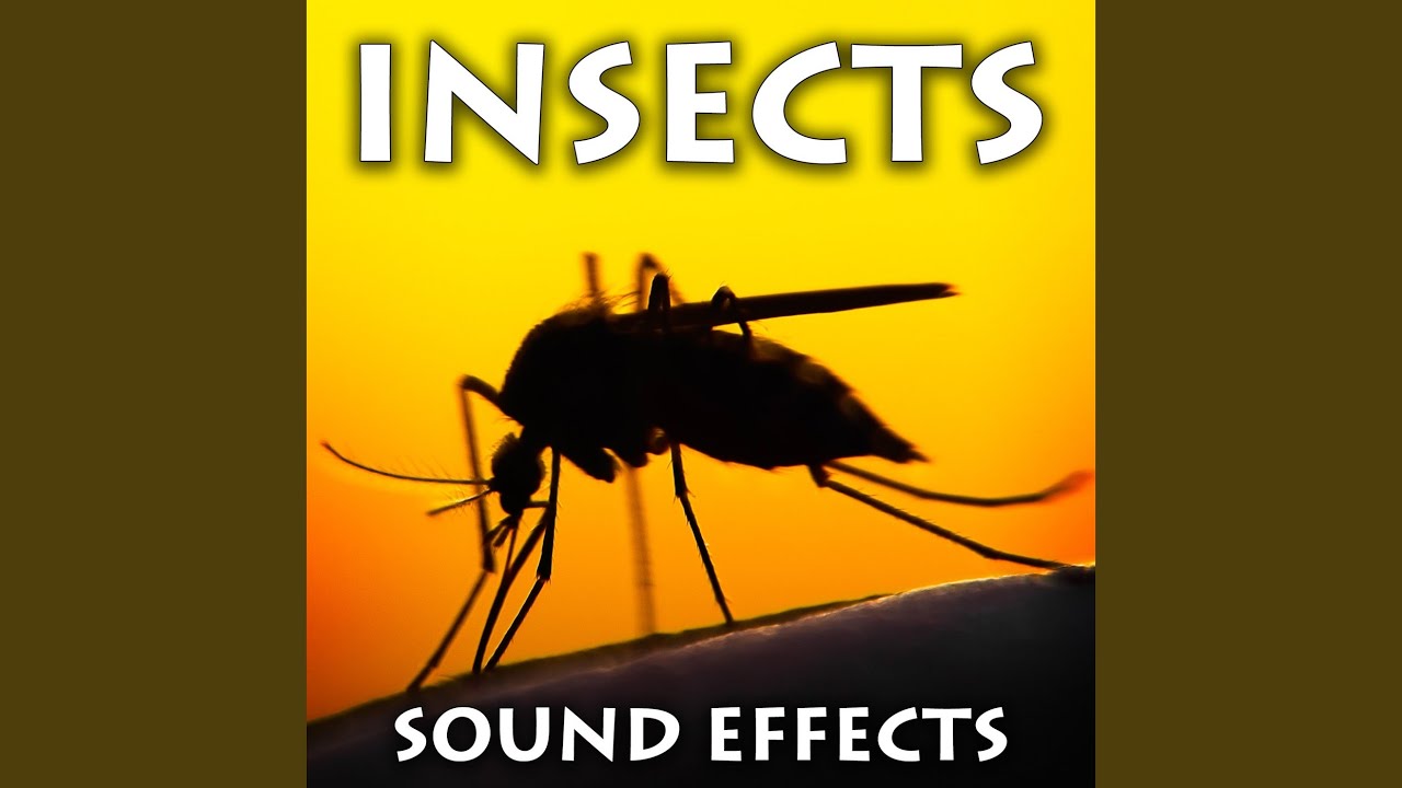Mira Locusts Chirps 2 en YouTube