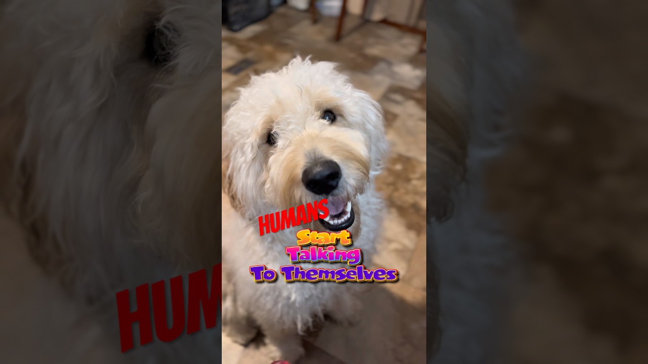 When Humans Talk To Themselves!🤣 