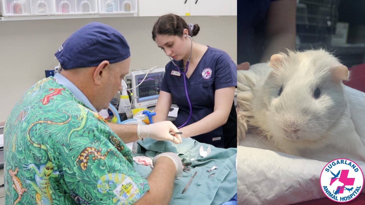 Emergency Guinea Pig Caesarean! YouTube