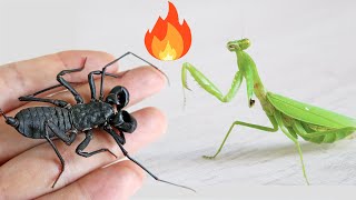 One armed warrior Mantis VS Whip scorpion, Can honor last
