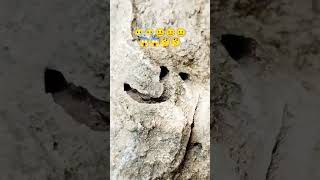 I found this in my frontyard (scary smiling rock)😱😱😱🤔🤔😐😐