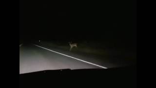 Celebrity E30 used 2step Anti Lag to scare deer away Net Worth