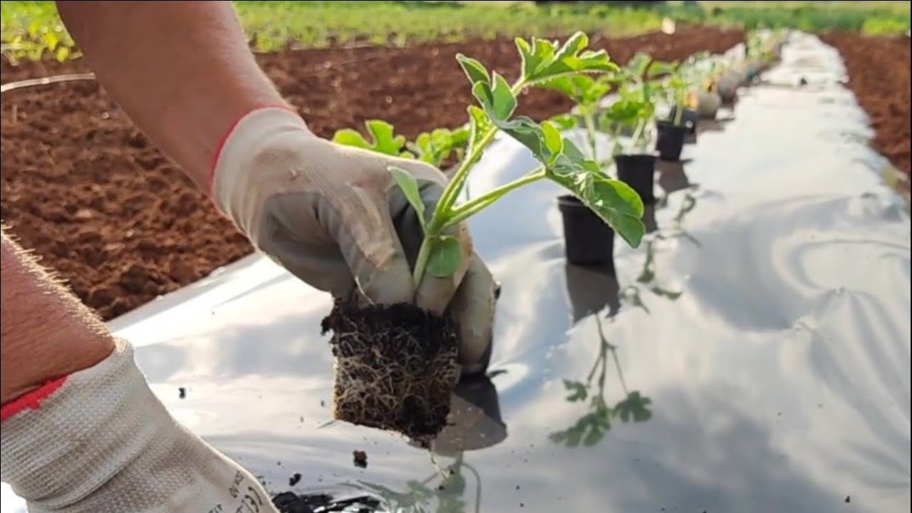 Ovako sadite lubenicu za brži rast i razvoj