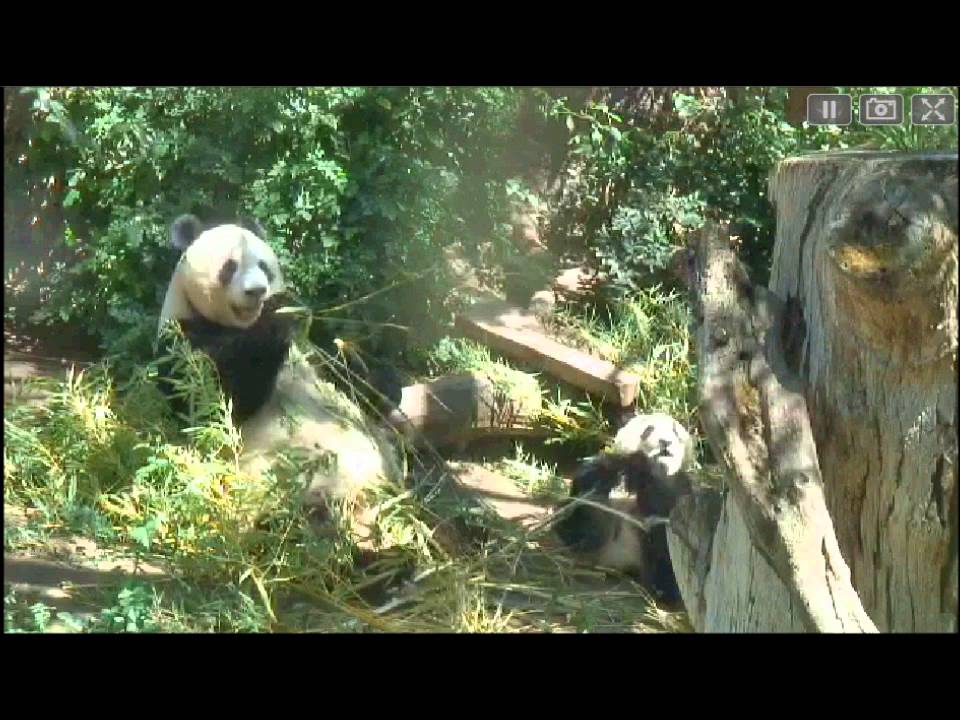 Panda cub Xiao Liwu at  1:37 PM  on June 18, 2013