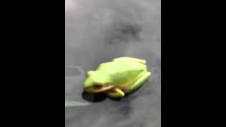 Frog hitching a ride in Florida