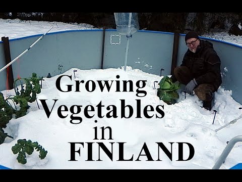 Growing vegetables in