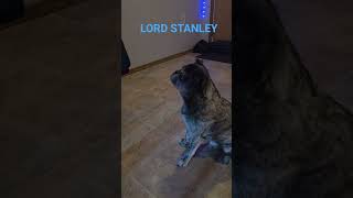 Lord Stanley #bostonterrier #funny #puppy #BlueJays #terriermix