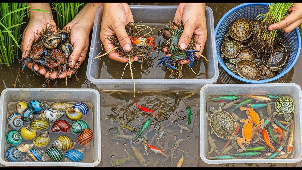 Finding Bright Frogs & Shiny Fish in Muddy Water | Rice Field Wildlife Hunt