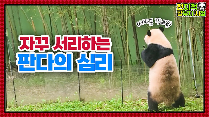 (SUB) Thief Panda Steals Bamboo Shoot😋│ Panda World🐼