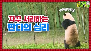 (SUB) Thief Panda Steals Bamboo Shoot│ Panda World