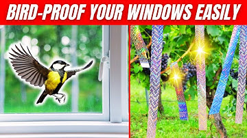 How to Keep Birds From Hitting Your Windows 🐦