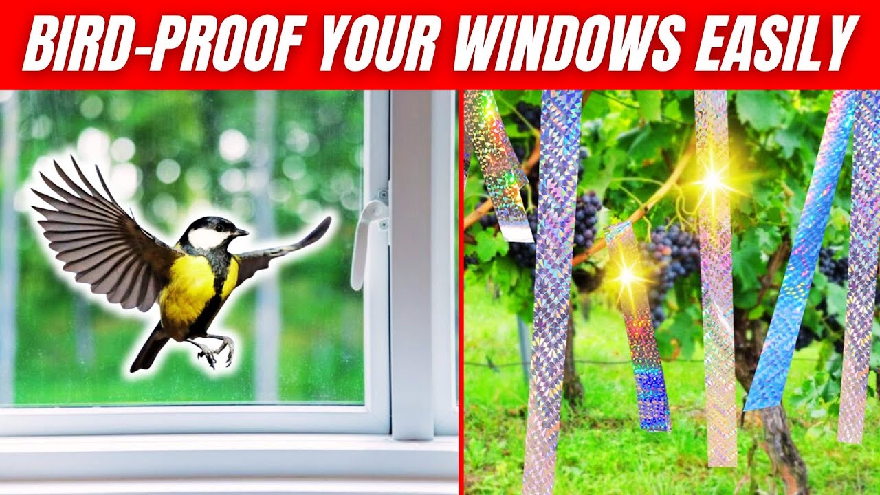 How to Stop Birds Flying into the Window: Effective Prevention Tips