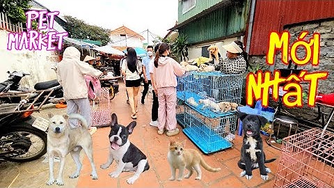 Chợ phiên chó mèo Hôm nay có quá nhiều thú cưng đẹp giá rẻ nhất Việt Nam. 