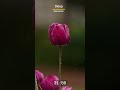 Calm &amp; Soothing Sounds to Help You Sleep