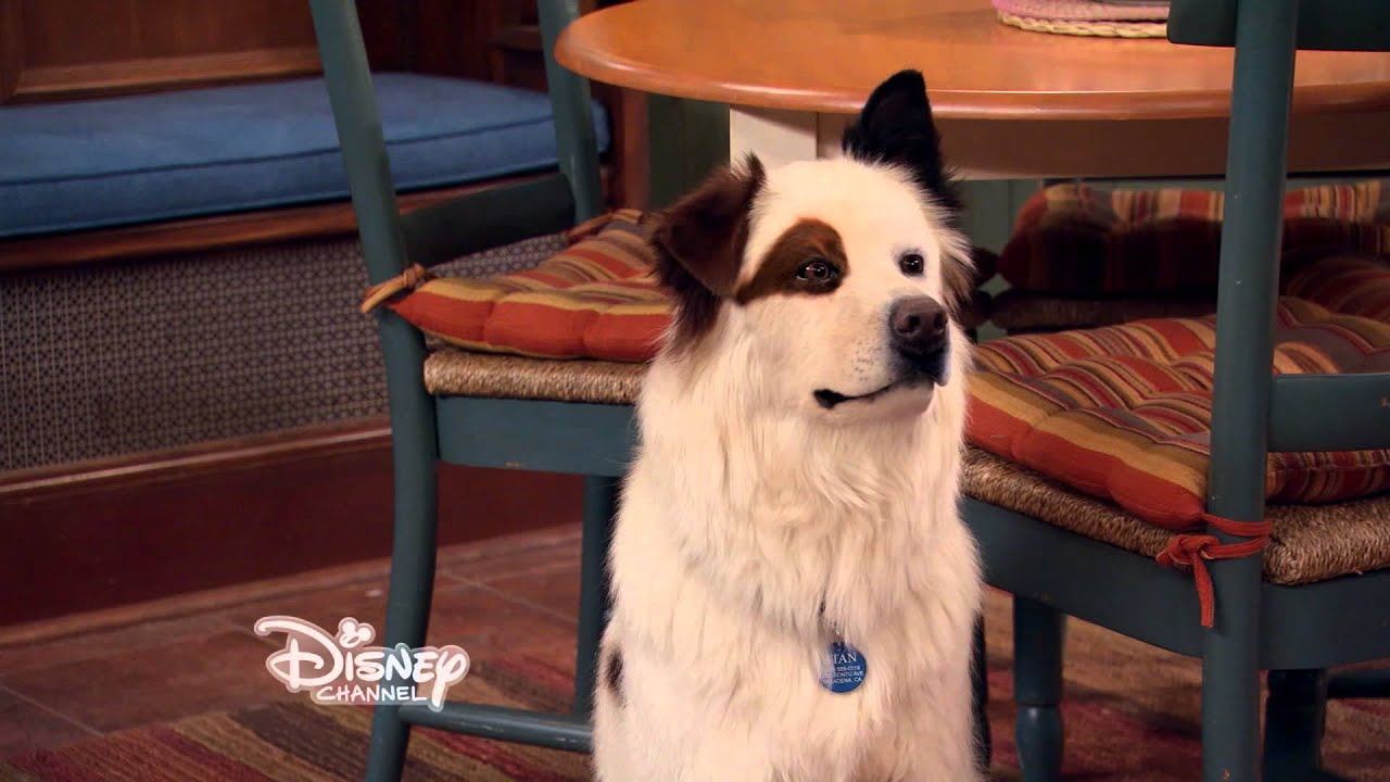 Dog With a Blog - Stan Has Puppies