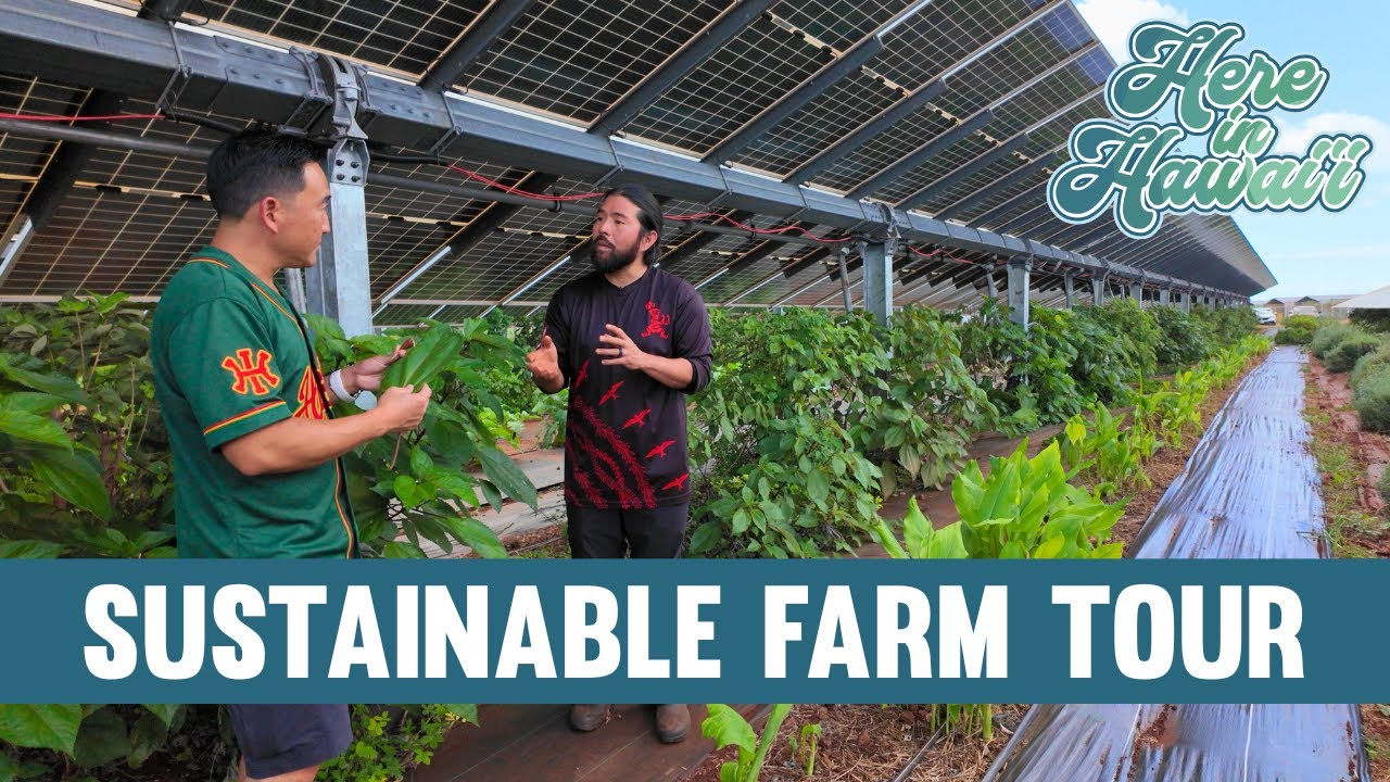 Hawaii Farm Grows Food Under Solar Panels (And It Actually Works)