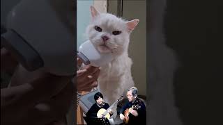 우리 냥이 '샤이니' 털 정리하기 / Classical Guitar Duo 'BUBUS