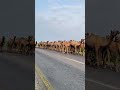 ص ممت هذه الصورة أم أنها مجرد عمل فني عشوائي هل ترغبون بالحديث أكثر عنها Foryou Animals Camel 