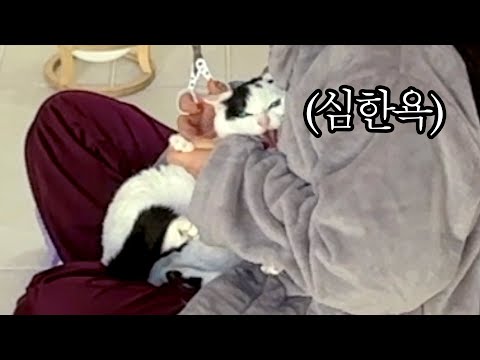 하악질의 총 횟수를 구하시오. [4점]