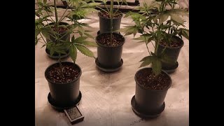 Wedding Cake Autoflower - 1 Gallon - Day 41