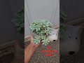 #suculentas #suculentasecactos #plantas #viral