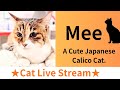★Daytime Cat Live Stream★16【Calico Cat Mee】