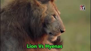 Top 6 Moment lion ave lost