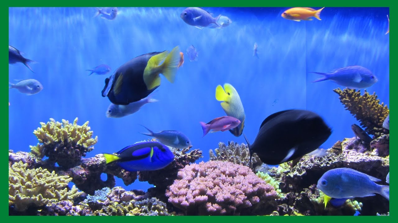RELAXING STRESS RELIEF MUSIC VIRTUAL UNDERWATER AQUARIUM SCENES