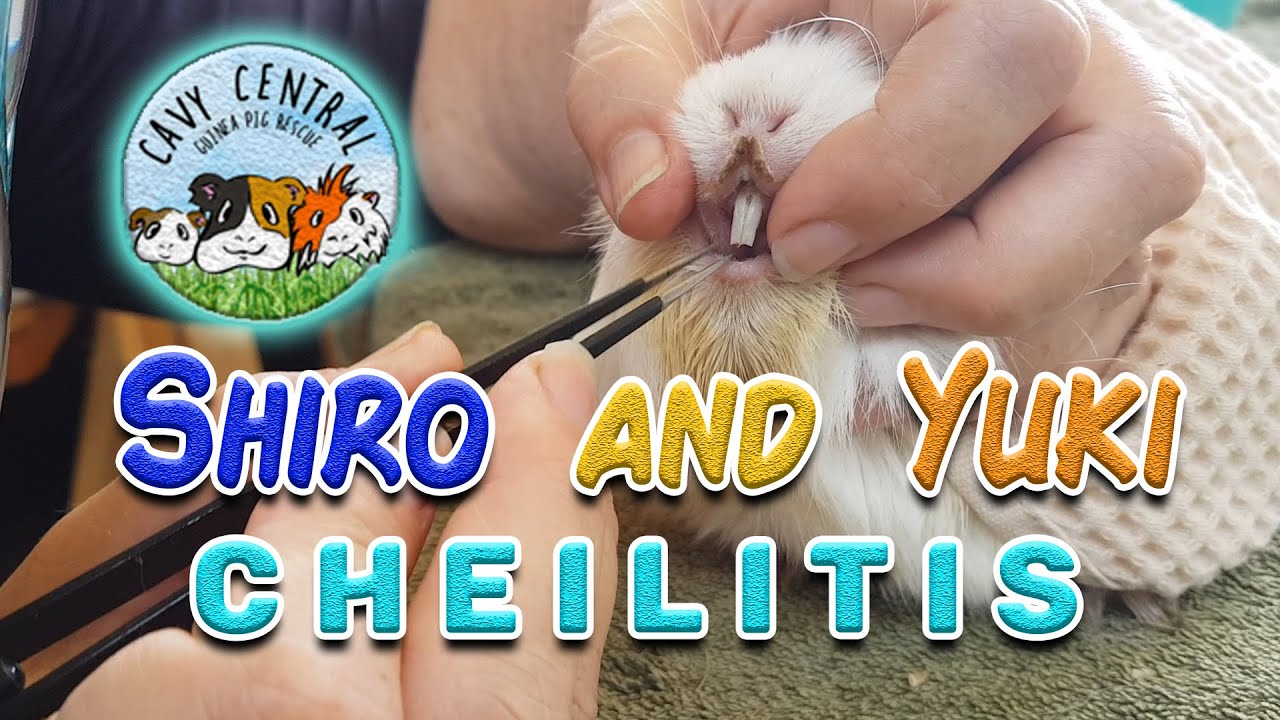 Guinea pig Cheilitis with Shiro and Yuki at Cavy Central Guinea Pig